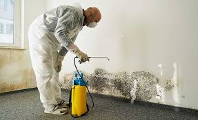 Reliable Hoffman Estates, IL Mold Removal Solutions