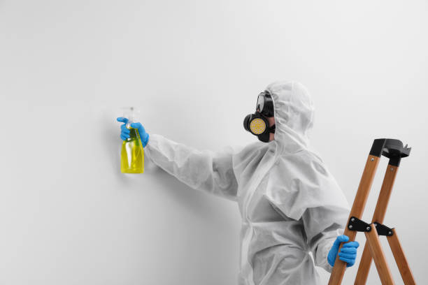 Why You Should Choose Our Mold Remediation Services in Hoffman Estates, IL